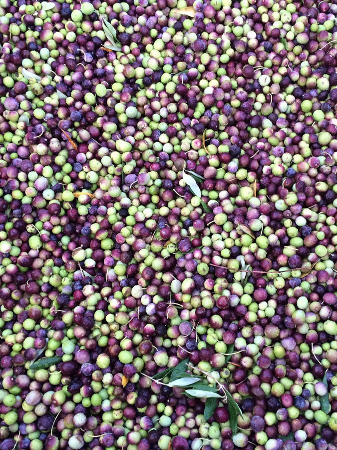 Fraaigelegen Farm - Home Of Adhara Evoo Tulbagh Exterior photo