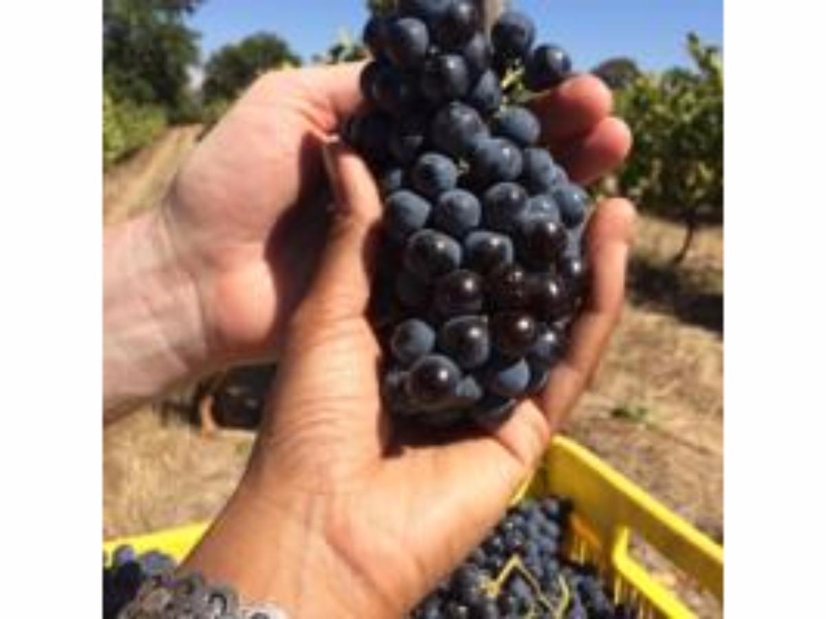 Fraaigelegen Farm - Home Of Adhara Evoo Tulbagh Exterior photo