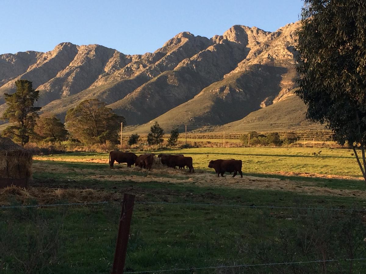 Fraaigelegen Farm - Home Of Adhara Evoo Tulbagh Exterior photo