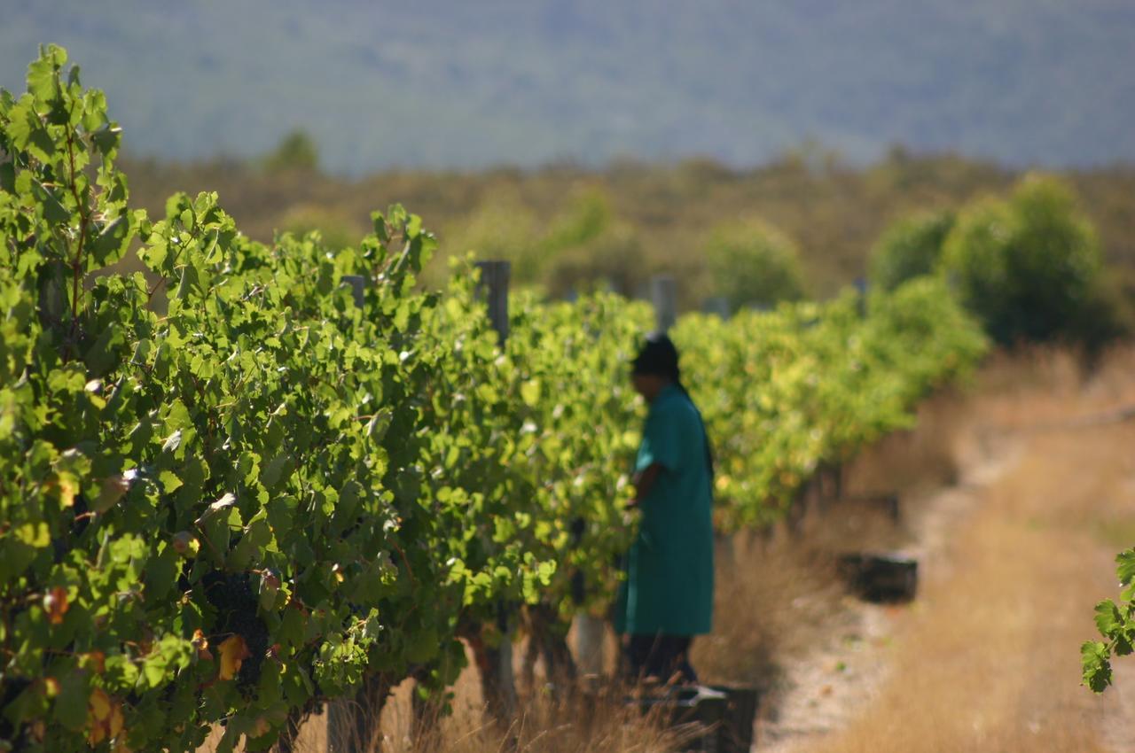 Fraaigelegen Farm - Home Of Adhara Evoo Tulbagh Exterior photo