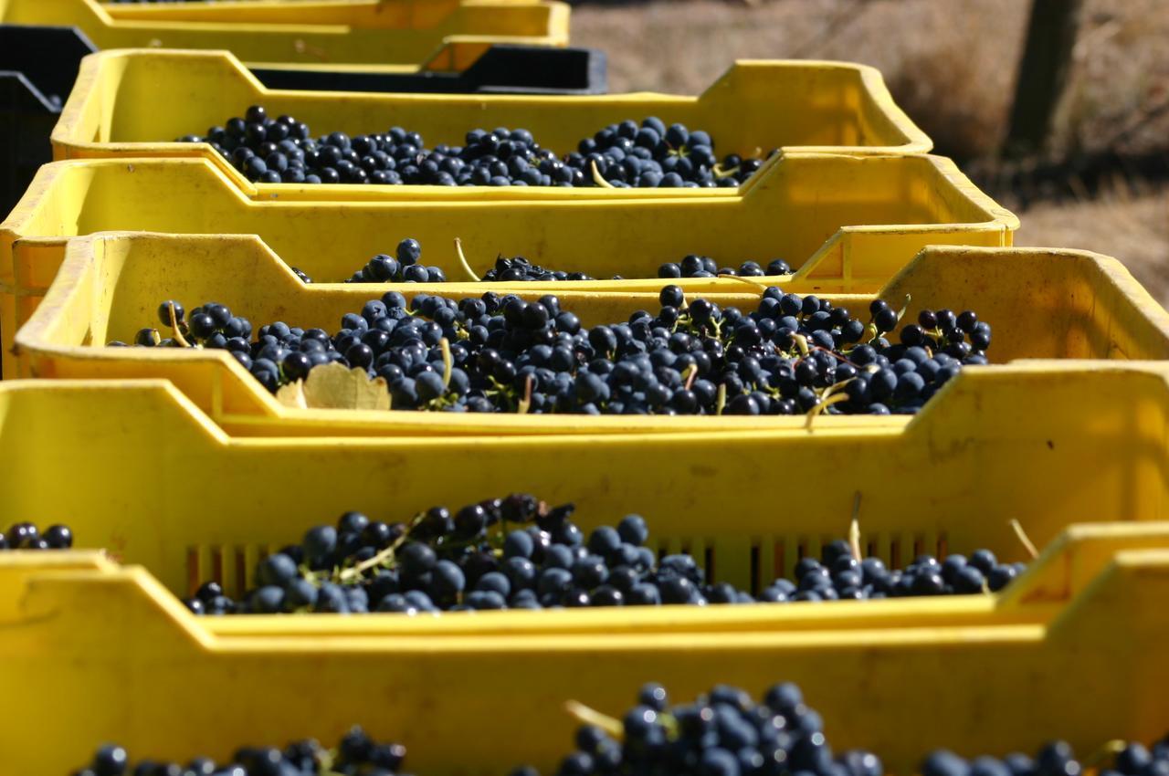 Fraaigelegen Farm - Home Of Adhara Evoo Tulbagh Exterior photo